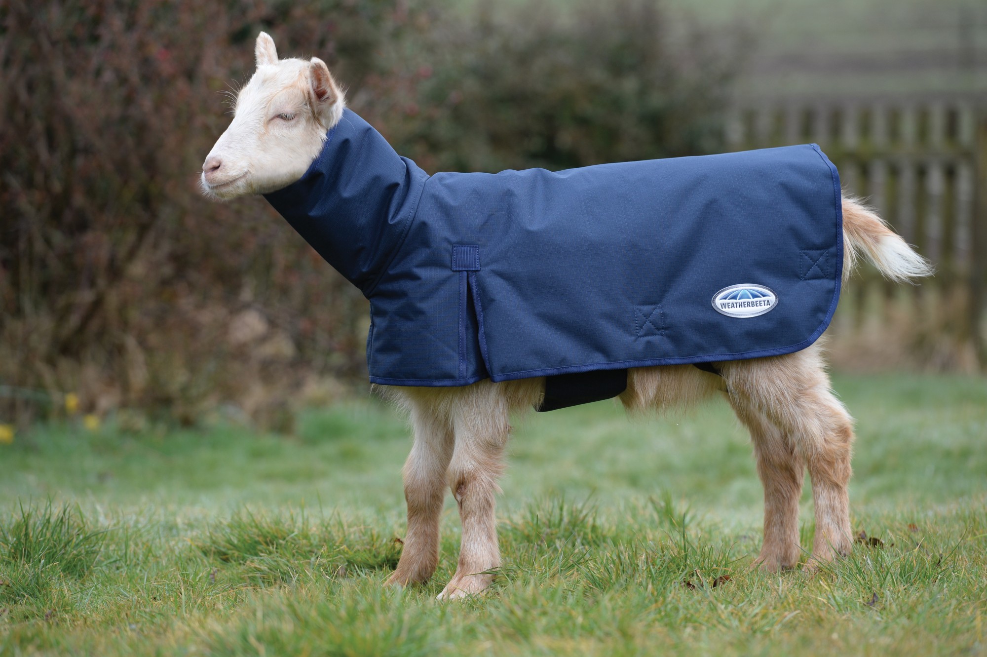 Weatherbeeta Goat Coat With Neck Navy Old Dairy Saddlery