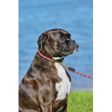 Weatherbeeta Rope Leather Dog Collar (Burgundy/Brown)