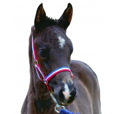 Roma Foal Headcollar (Red/White/Blue)
