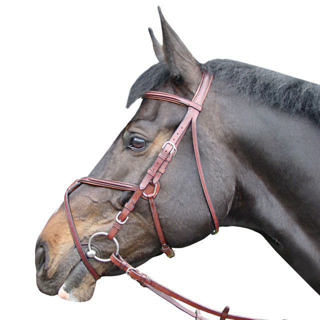 Amerigo Vespucci Grackle Bridle Old Dairy Saddlery